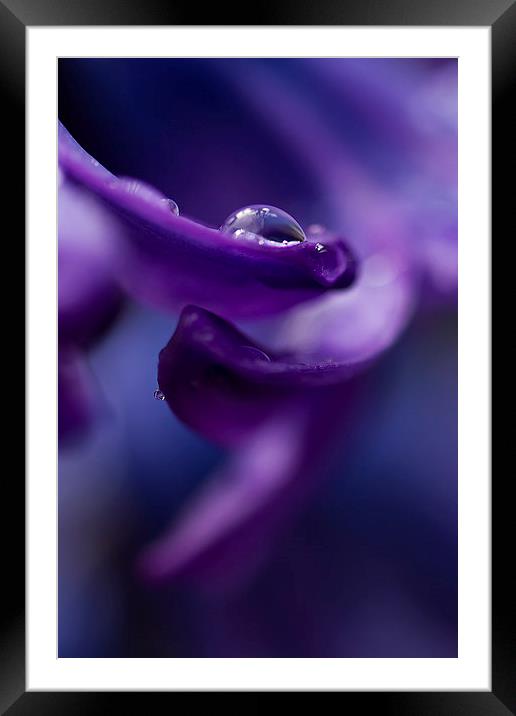 Hyacinth in the Rain Framed Mounted Print by Sue Dudley