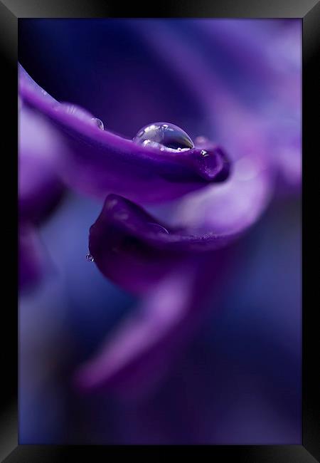 Hyacinth in the Rain Framed Print by Sue Dudley