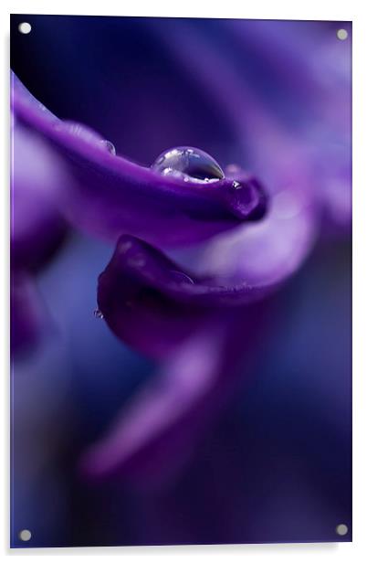 Hyacinth in the Rain Acrylic by Sue Dudley