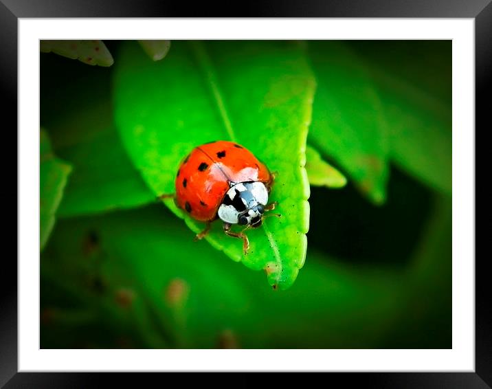 Ladybird 8 Framed Mounted Print by michelle whitebrook