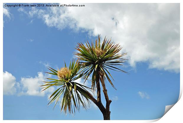 Decorative Palm Trees for promenades etc. Print by Frank Irwin