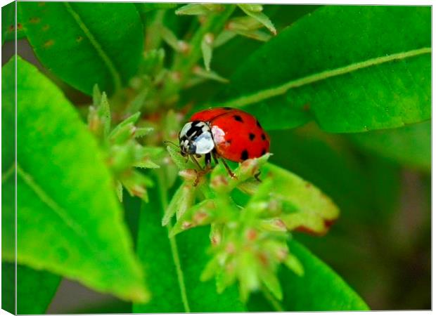 Ladybird Spotted Canvas Print by michelle whitebrook