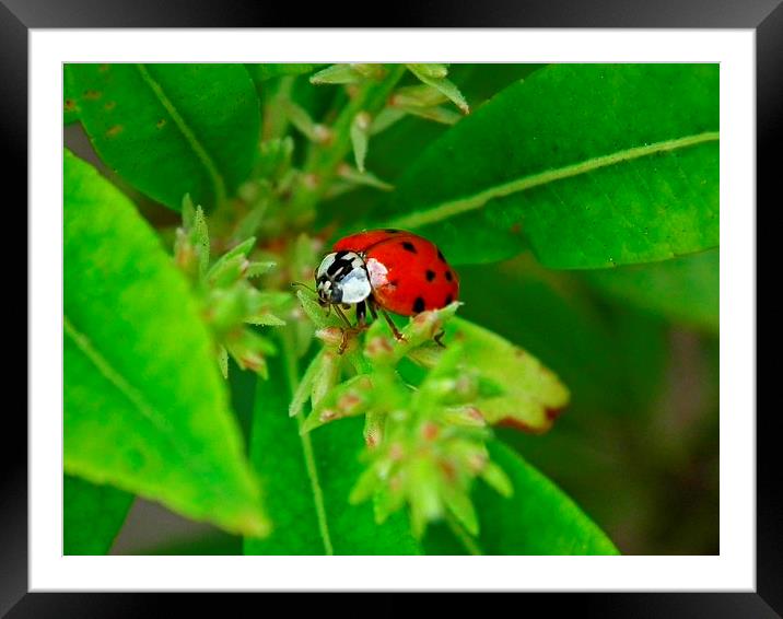 Ladybird Spotted Framed Mounted Print by michelle whitebrook