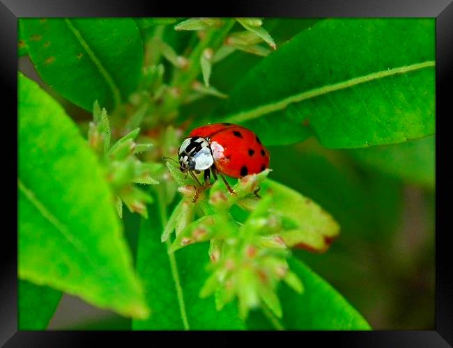 Ladybird Spotted Framed Print by michelle whitebrook