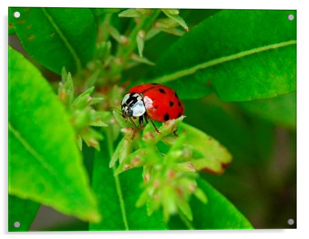 Ladybird Spotted Acrylic by michelle whitebrook