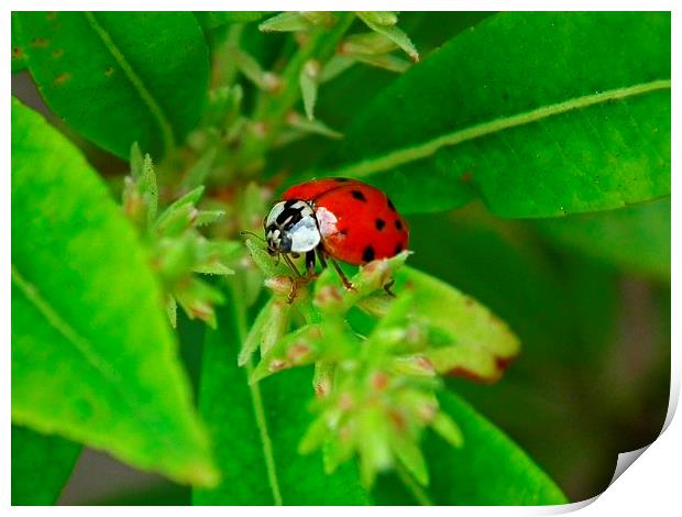 Ladybird Spotted Print by michelle whitebrook