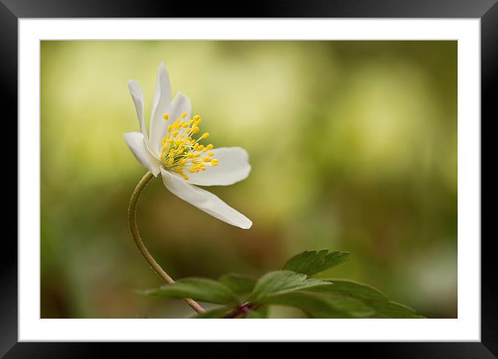 Wood Anemone Framed Mounted Print by Sue Dudley