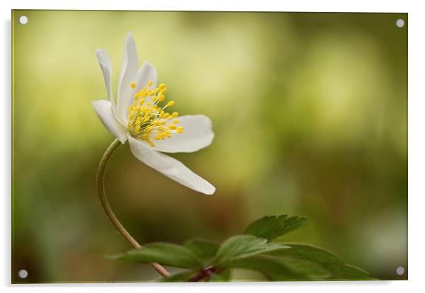 Wood Anemone Acrylic by Sue Dudley