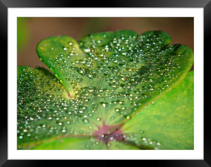 Jewels of the morning Framed Mounted Print by michelle whitebrook