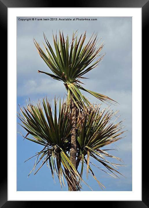 Decorative Palm Trees for promenades etc. Framed Mounted Print by Frank Irwin