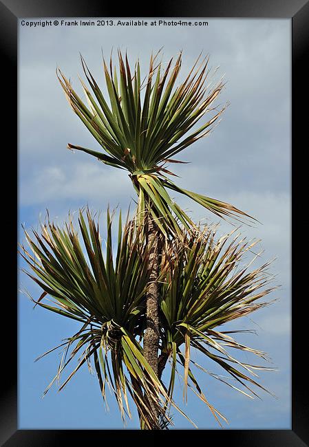 Decorative Palm Trees for promenades etc. Framed Print by Frank Irwin