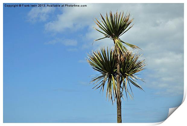 Decorative Palm Trees for promenades etc. Print by Frank Irwin