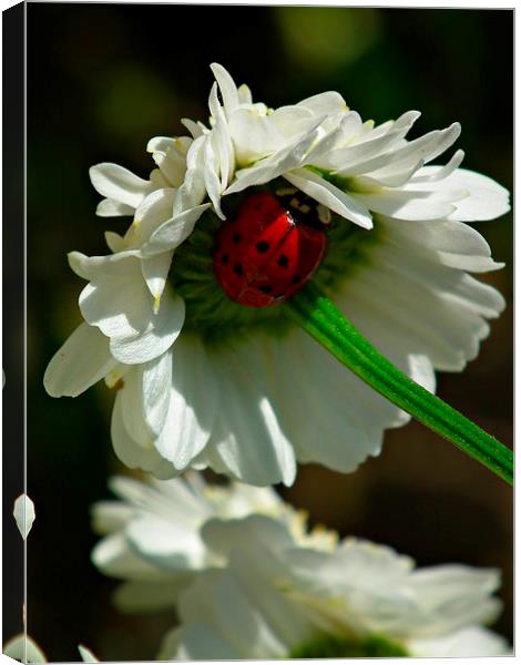 Ladybird In Hiding Canvas Print by michelle whitebrook