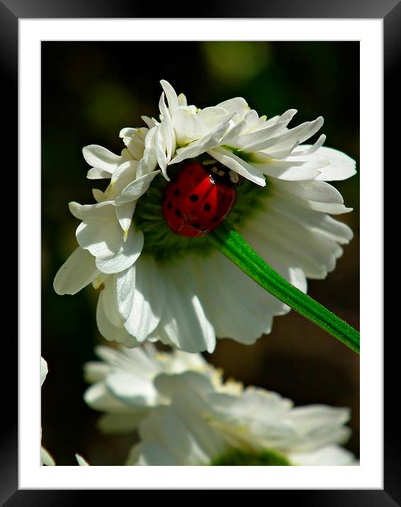 Ladybird In Hiding Framed Mounted Print by michelle whitebrook