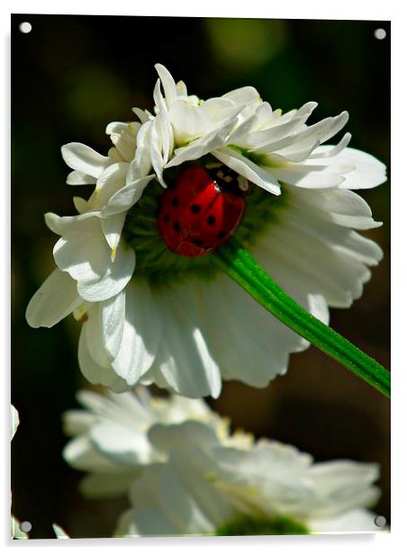 Ladybird In Hiding Acrylic by michelle whitebrook