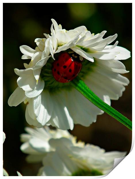 Ladybird In Hiding Print by michelle whitebrook