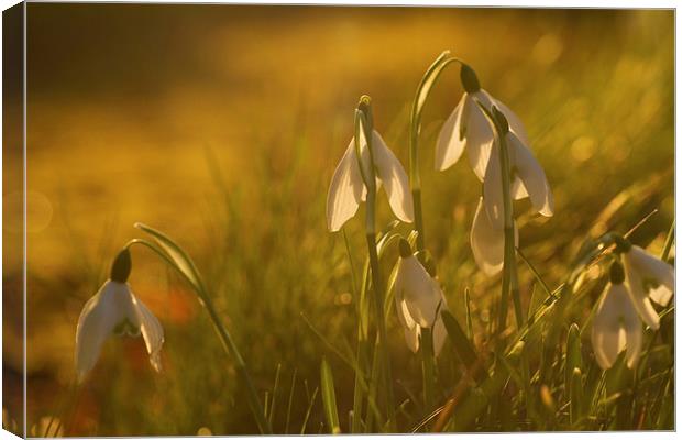 Sunset Snowdrops Canvas Print by Sue Dudley