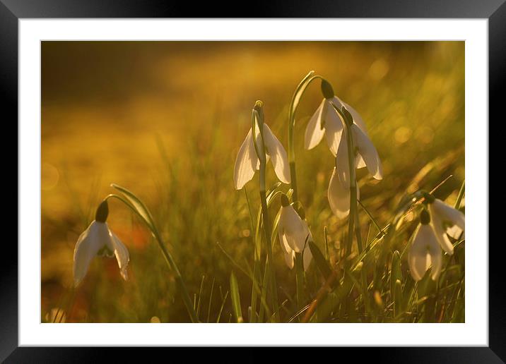 Sunset Snowdrops Framed Mounted Print by Sue Dudley