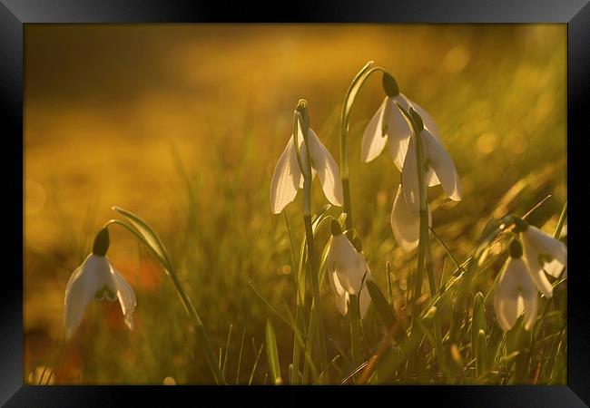 Sunset Snowdrops Framed Print by Sue Dudley