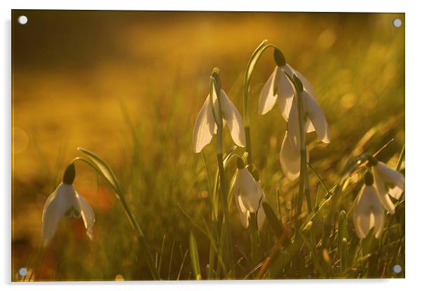 Sunset Snowdrops Acrylic by Sue Dudley