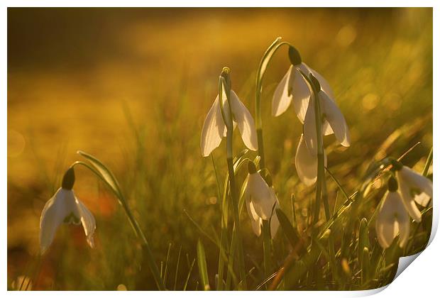 Sunset Snowdrops Print by Sue Dudley