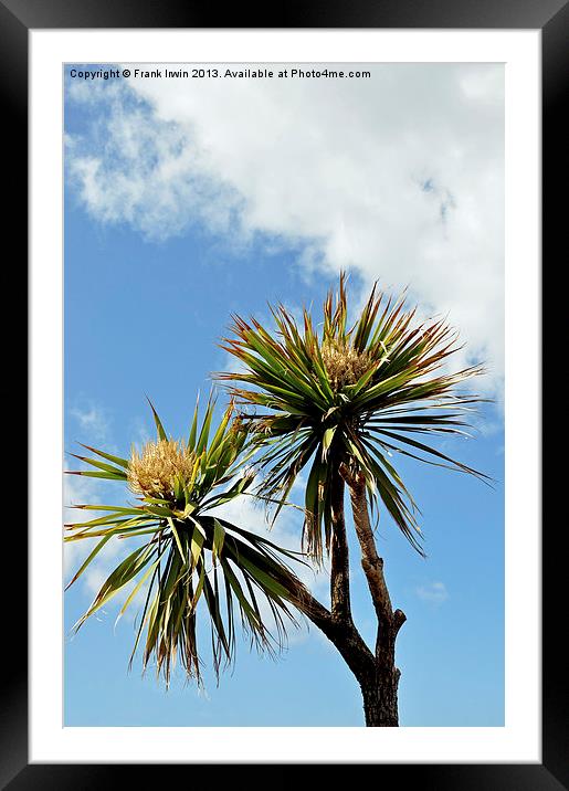 Decorative Palm Trees for promenades etc. Framed Mounted Print by Frank Irwin
