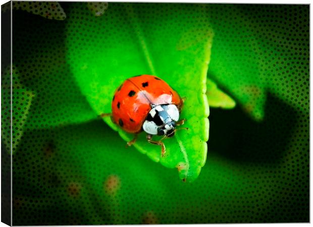 Double Spotted ladybug Canvas Print by michelle whitebrook