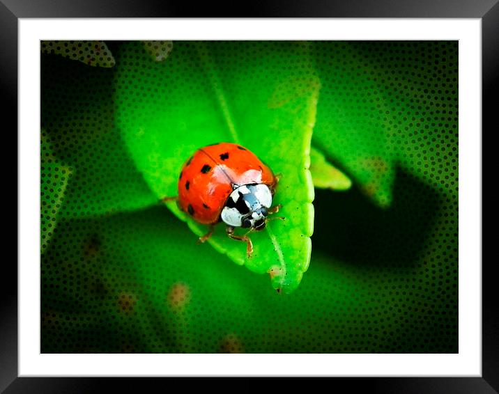 Double Spotted ladybug Framed Mounted Print by michelle whitebrook