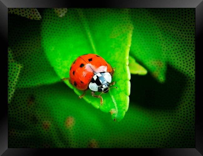 Double Spotted ladybug Framed Print by michelle whitebrook