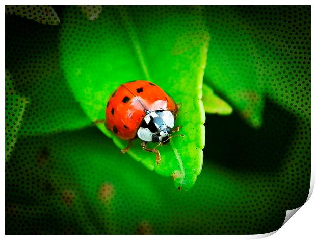 Double Spotted ladybug Print by michelle whitebrook