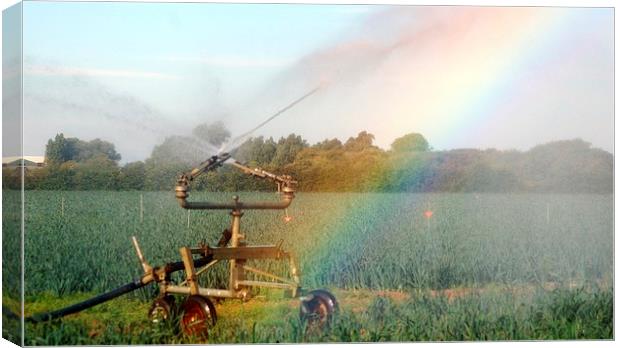 Rainbow and Sprinkler Canvas Print by Andrew Steer