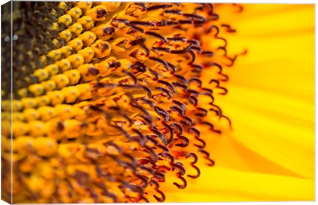 Sunflower close up Canvas Print by Carmen Clark