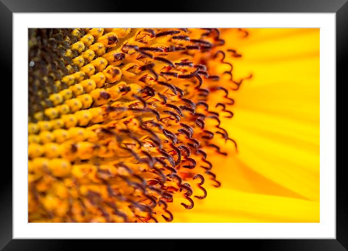 Sunflower close up Framed Mounted Print by Carmen Clark