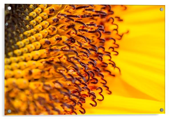 Sunflower close up Acrylic by Carmen Clark