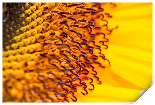 Sunflower close up Print by Carmen Clark