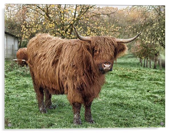 highland cow Acrylic by Jo Beerens