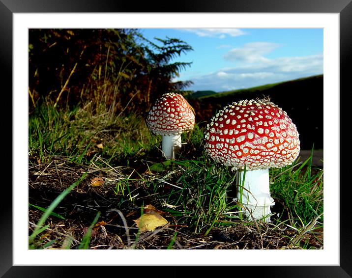 Fly Agaric Framed Mounted Print by chief rocka