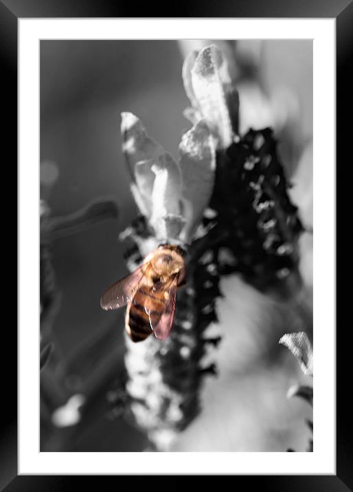 Color Bee Framed Mounted Print by Thomas Grob