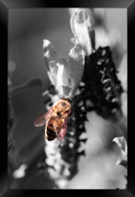 Color Bee Framed Print by Thomas Grob