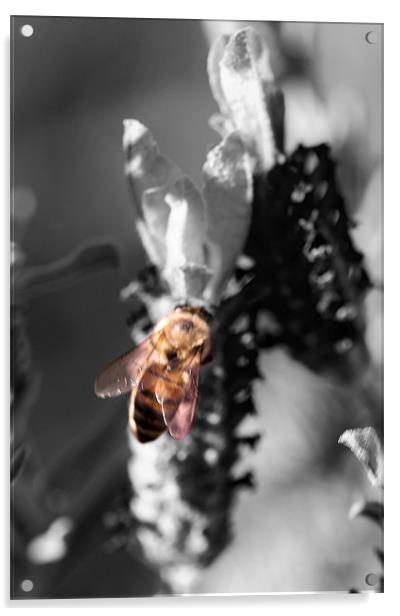 Color Bee Acrylic by Thomas Grob