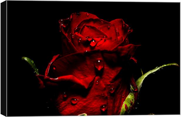 Tears Of A Rose Canvas Print by Tony Fishpool