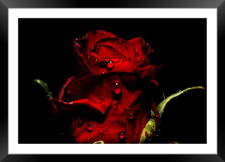 Tears Of A Rose Framed Mounted Print by Tony Fishpool
