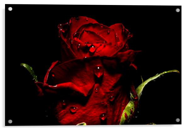 Tears Of A Rose Acrylic by Tony Fishpool