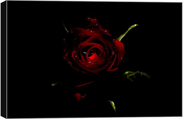 Rose Of Love Canvas Print by Tony Fishpool