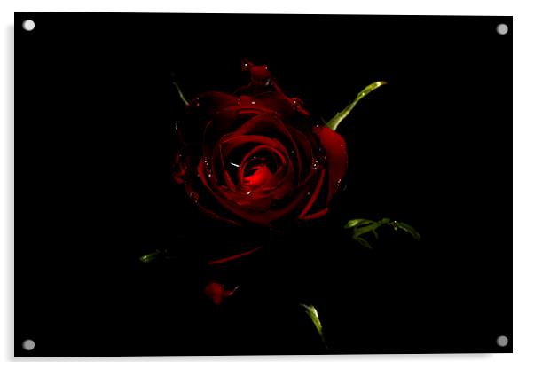 Rose Of Love Acrylic by Tony Fishpool