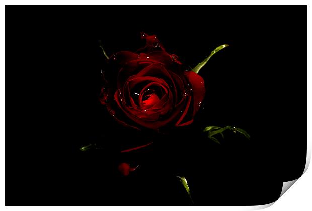 Rose Of Love Print by Tony Fishpool
