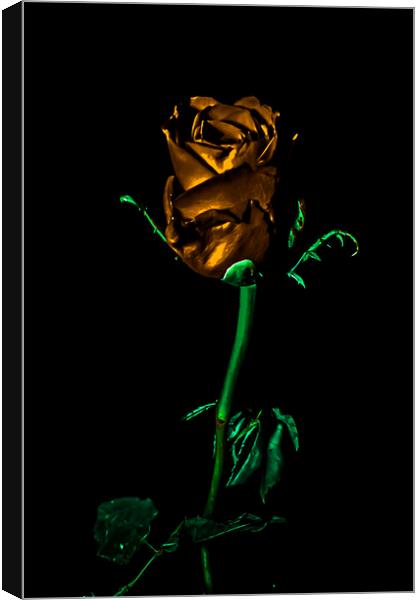 THe Golden Rose Canvas Print by Tony Fishpool