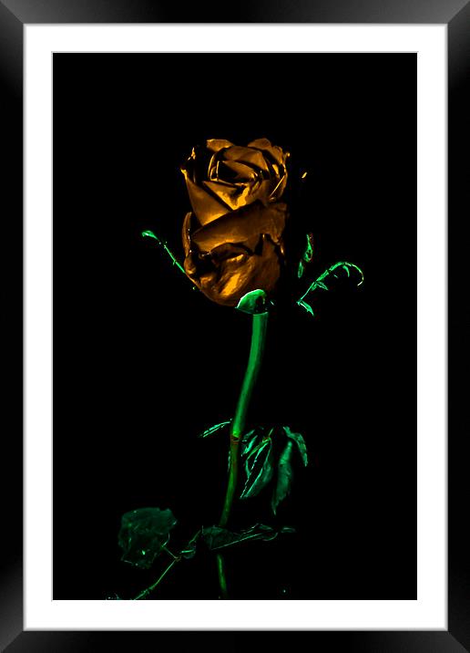 THe Golden Rose Framed Mounted Print by Tony Fishpool