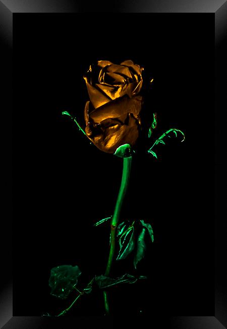 THe Golden Rose Framed Print by Tony Fishpool