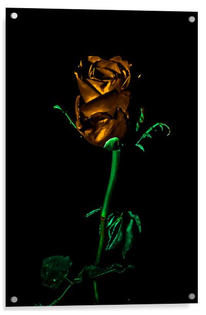 THe Golden Rose Acrylic by Tony Fishpool